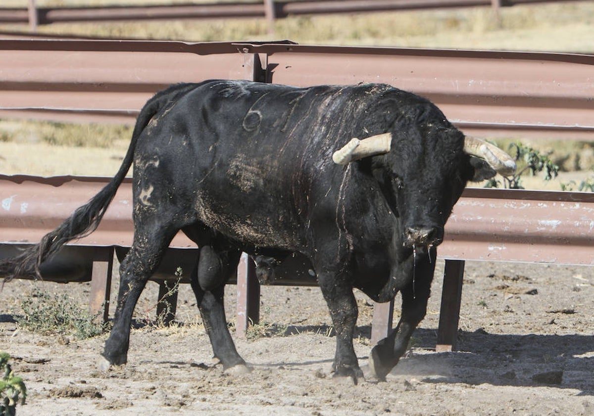 Imagen principal - El toro Buenasuerte, otra vez en los cercados de la finca de salmantina de Garcigrande, donde Justo Hernández recibió a LA GACETA 